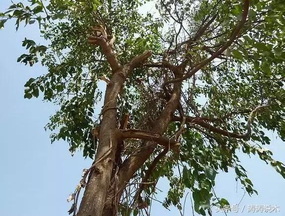 「识木」非洲檀香(檀香花梨)与螺穗木