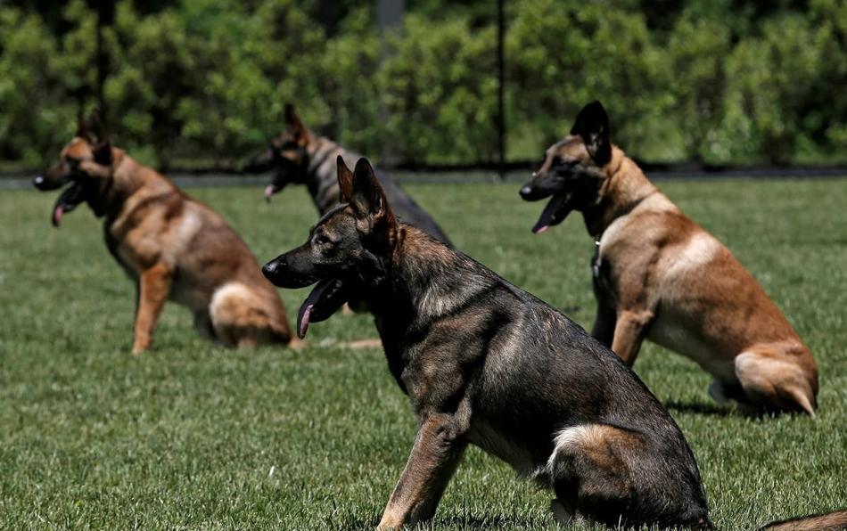 道格队长完整版,训练狗狗的29个基础动作