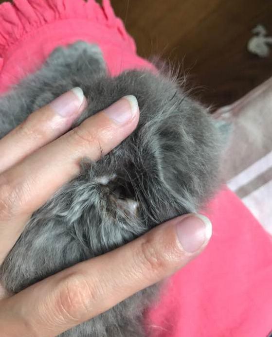 英短蓝猫的自愈能力,英短蓝猫生病怎么搞