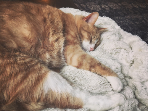 胖胖猫咪要减肥,胖猫咪减肥视频大全