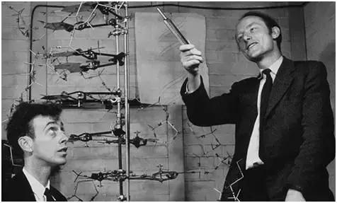 dna复制新发现,人类dna复制过程