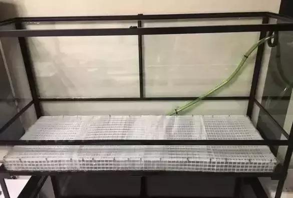 雨林缸生态水景,家居小鱼缸造景