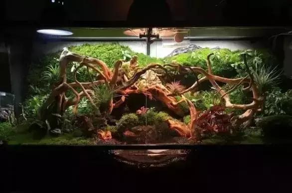 雨林缸生态水景,家居小鱼缸造景