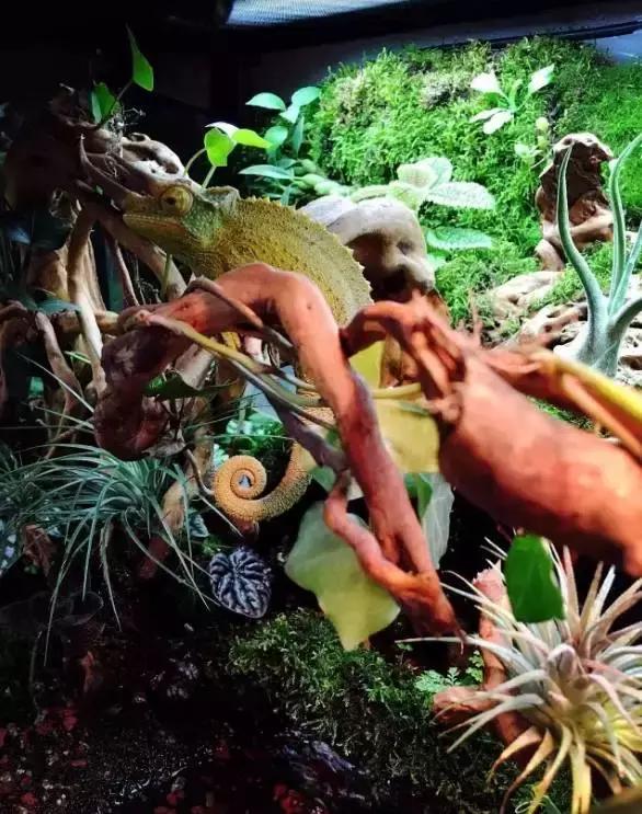 雨林缸生态水景,家居小鱼缸造景