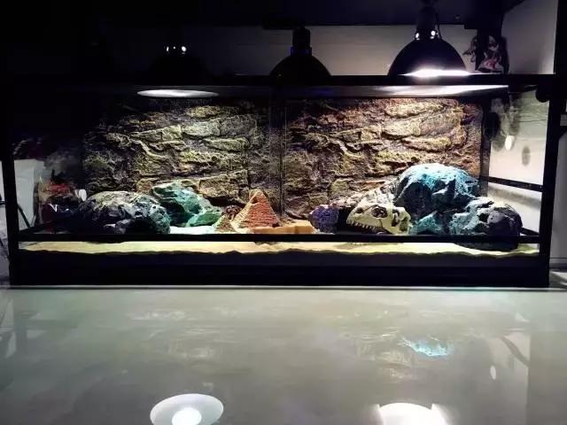 雨林缸生态水景,家居小鱼缸造景