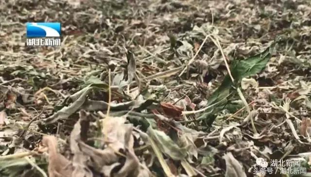 蕲春艾草在湖北什么地方最有名的,蕲春县有名的艾草