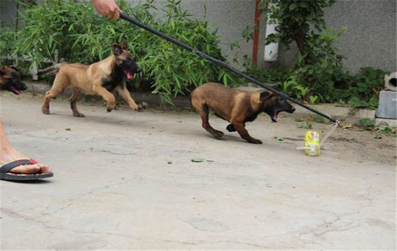 怎么训练马犬接飞盘,怎么训练马犬空中咬物