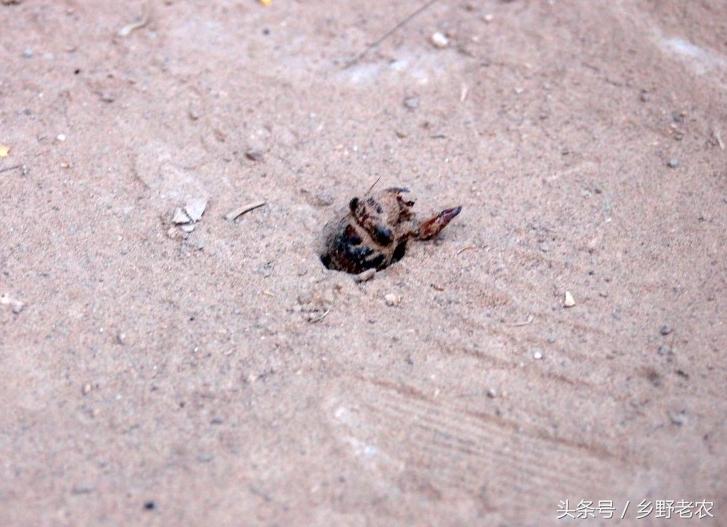 捉金蝉最佳方法,怎么抓金蝉最好方法