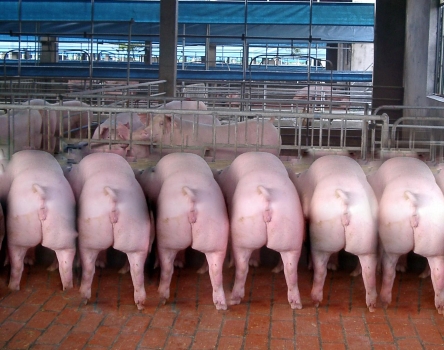 酷夏母猪受胎率低下?做到这几点,让你的母猪变成超生婆!