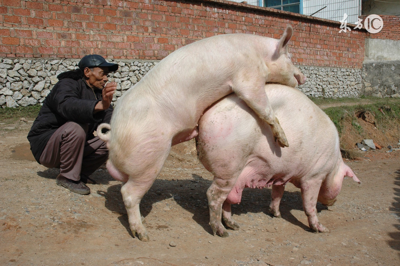 酷夏母猪受胎率低下?做到这几点,让你的母猪变成超生婆!