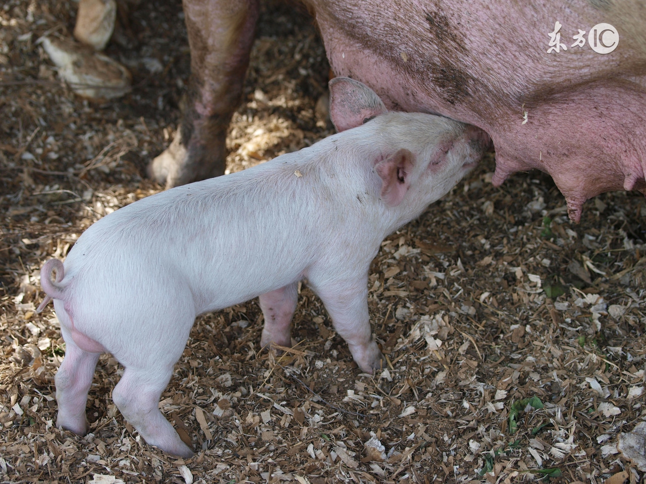 酷夏母猪受胎率低下?做到这几点,让你的母猪变成超生婆!