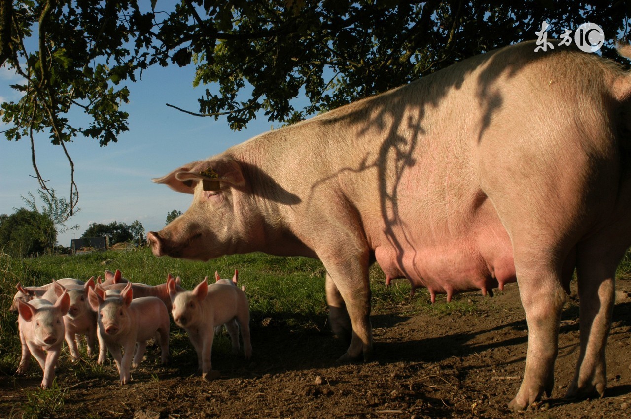 酷夏母猪受胎率低下？做到这几点，让你的母猪变成超生婆！