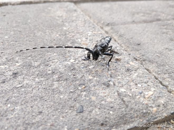 一加5骁龙835手机多少钱,1499元一加5手机