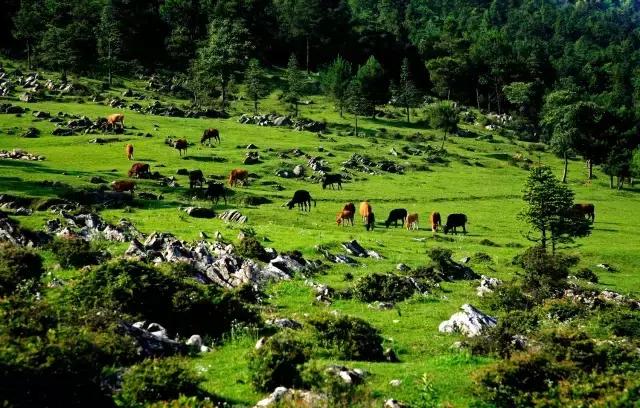 首届康养石柱“白杆勇士”征峰赛启幕！约战千野，接么？