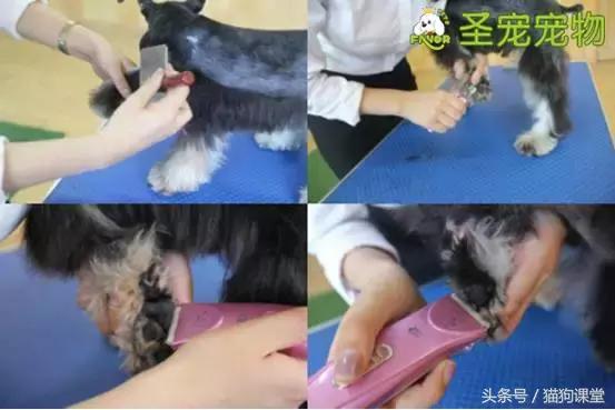 宠物美容需要什么基础知识呢,宠物美容师容易得的病