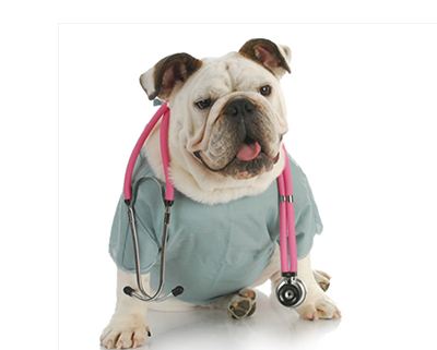 狗狗做绝育手术的三大好与坏