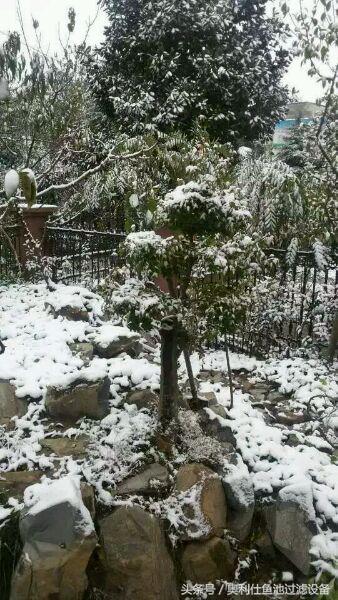 冬天鱼池里的锦鲤如何过冬,锦鲤鱼池过冬的正确方法