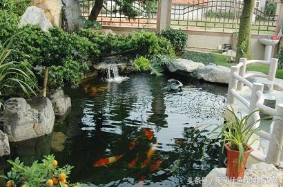 冬天鱼池里的锦鲤如何过冬,锦鲤鱼池过冬的正确方法