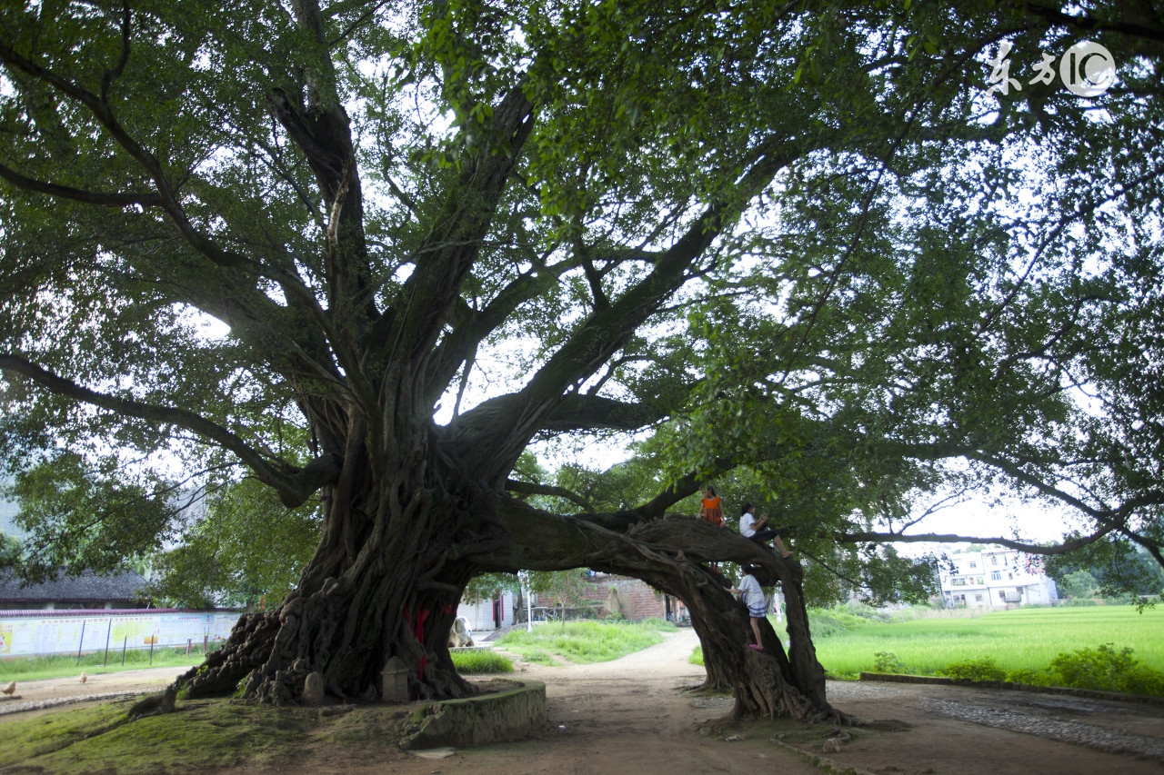 刚买的榕树盆景为啥叶子边缘发黑,盆景榕树叶子有锈斑是怎么回事