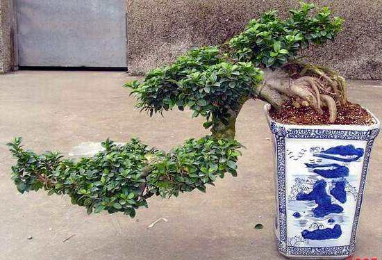 刚买的榕树盆景为啥叶子边缘发黑,盆景榕树叶子有锈斑是怎么回事