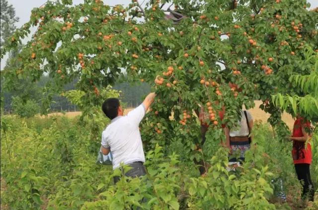 农业最赚钱的十种模式,农业创业致富的5个方法