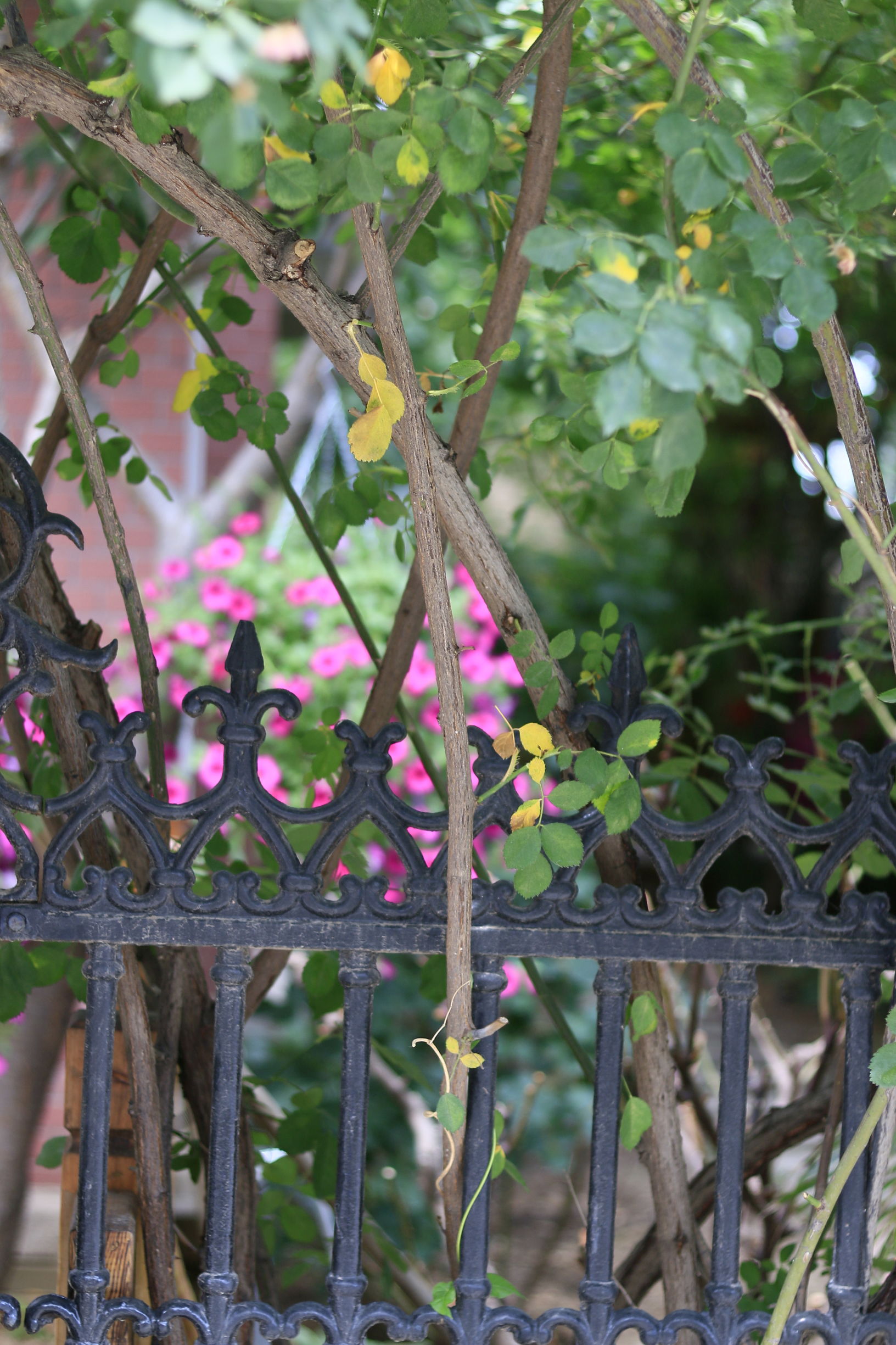 佳能70d配24mm头图片,佳能70d配18-55镜头怎么样