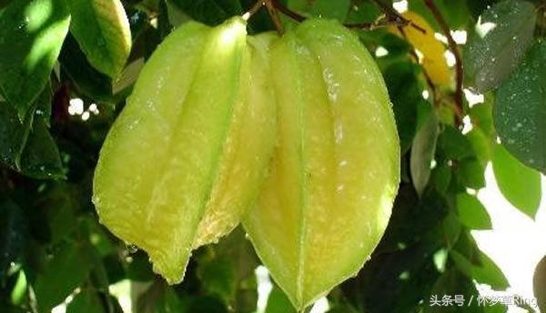 三亚必吃的十大水果排名,海南三亚最爱吃的水果