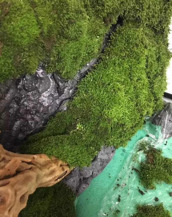 雨林缸生态水景,家居小鱼缸造景