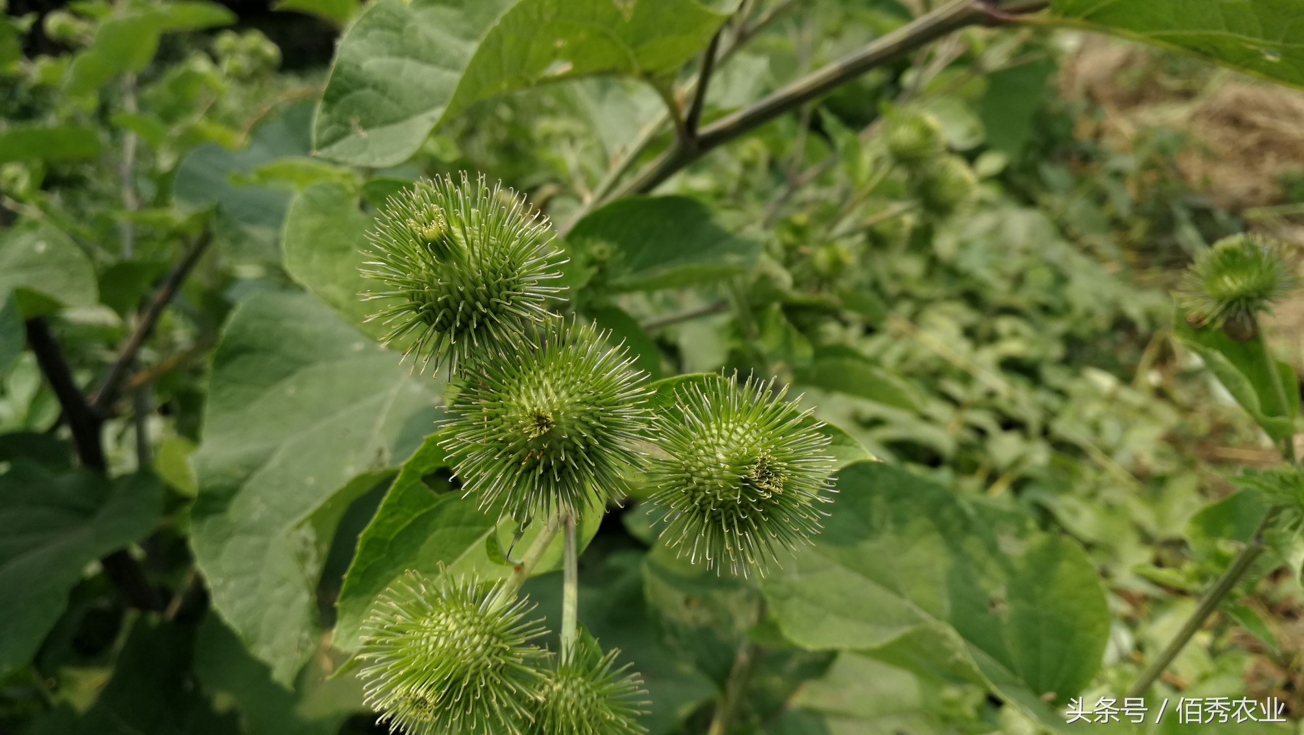 农村的鬼见愁是什么,农村说的鬼见愁是什么