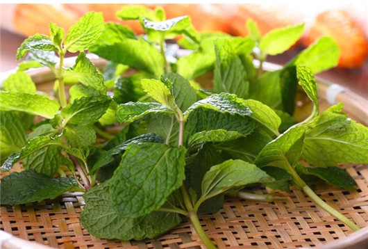 薄荷叶有驱蚊虫功效么,干薄荷叶可以驱蚊虫吗