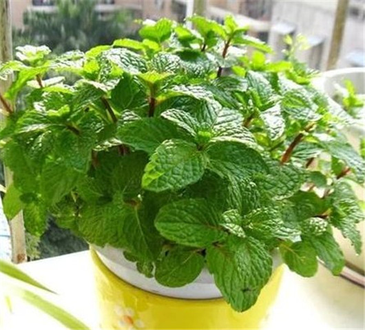 薄荷叶有驱蚊虫功效么,干薄荷叶可以驱蚊虫吗