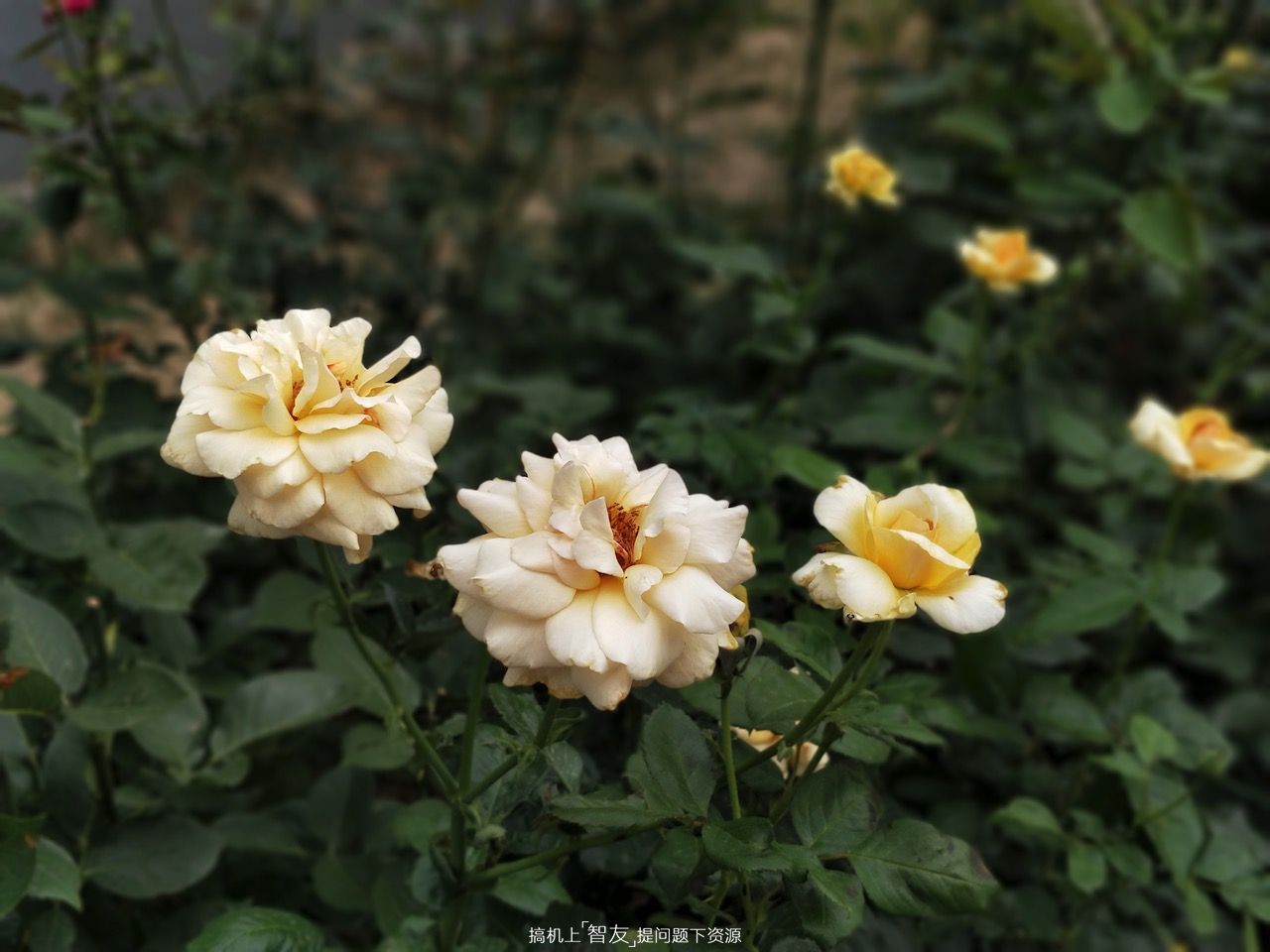 一加5评测,一加手机5评测科技美学