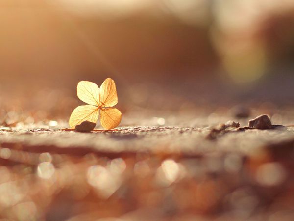 母亲髌骨粉粹性骨折，姐弟三人却只能送母亲来医养护理中心