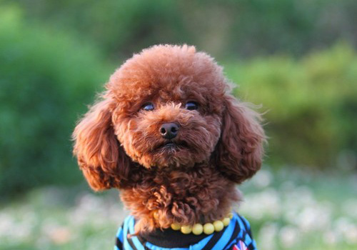 泰迪便便很软很粘怎么办,泰迪便便又小又细又软