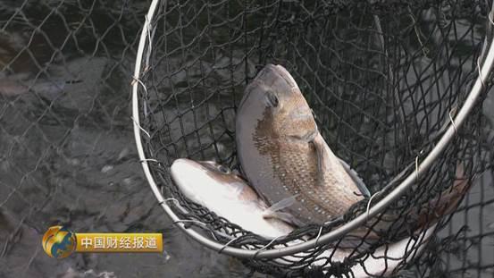 十亩水库养鱼一年收益,一亩鱼塘养鱼的收益