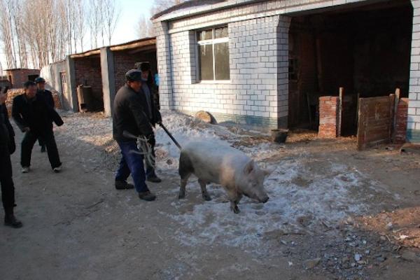 舌尖上的中国最正宗的东北杀猪菜,东北农村怀旧杀猪菜