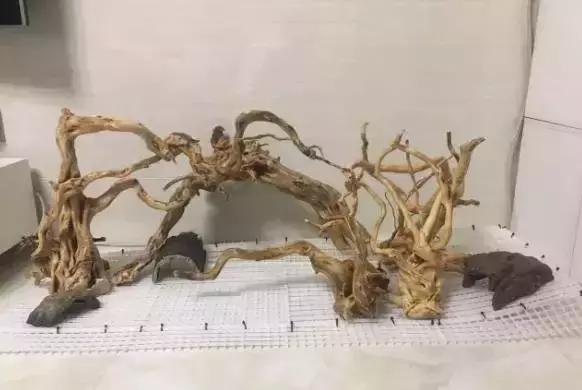 雨林缸生态水景,家居小鱼缸造景