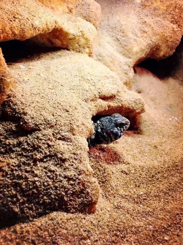 雨林缸生态水景,家居小鱼缸造景