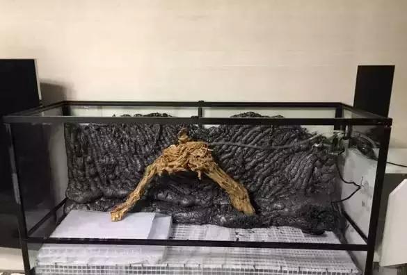 雨林缸生态水景,家居小鱼缸造景