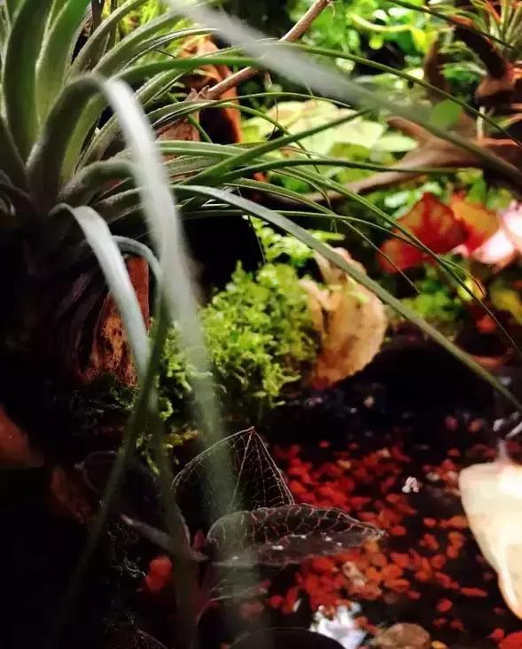 雨林缸生态水景,家居小鱼缸造景