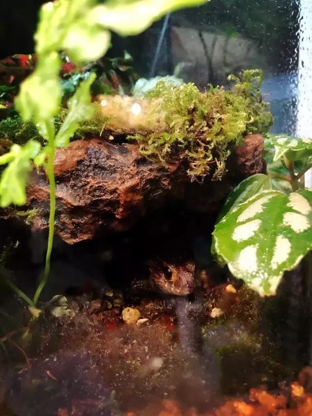 雨林缸生态水景,家居小鱼缸造景