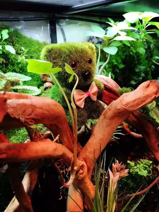 雨林缸生态水景,家居小鱼缸造景