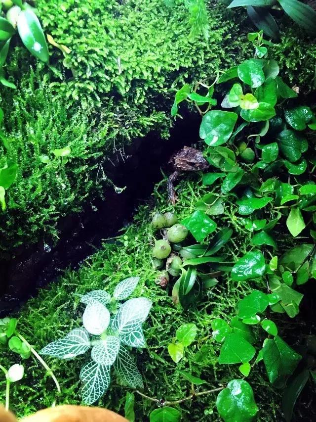 雨林缸生态水景,家居小鱼缸造景