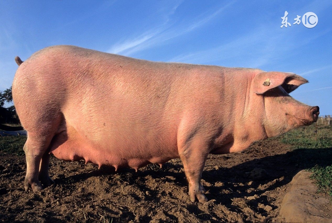 酷夏母猪受胎率低下?做到这几点,让你的母猪变成超生婆!