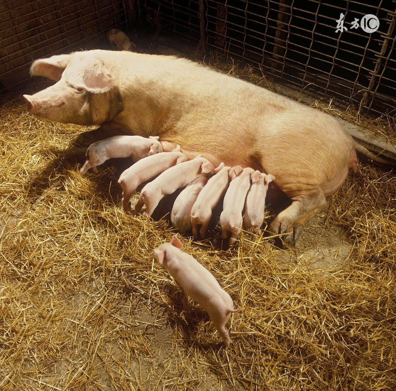 酷夏母猪受胎率低下?做到这几点,让你的母猪变成超生婆!