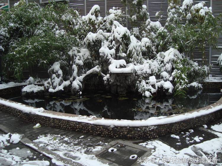 冬天鱼池里的锦鲤如何过冬,锦鲤鱼池过冬的正确方法