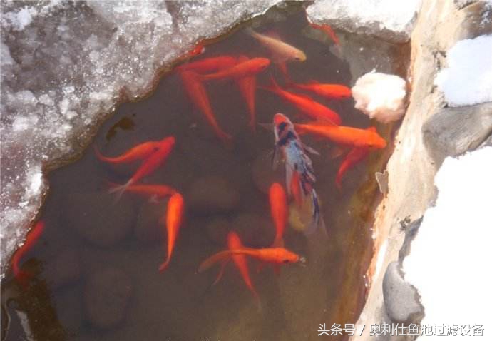 冬天鱼池里的锦鲤如何过冬,锦鲤鱼池过冬的正确方法