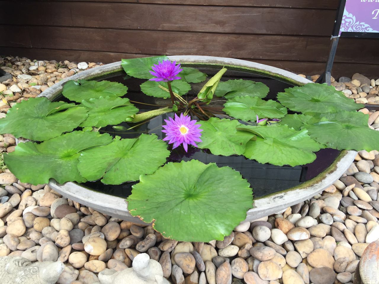 自助泰国游（2016闺蜜行自拍婚纱）泰王国（Thailandราชอาณาจักรไทย）