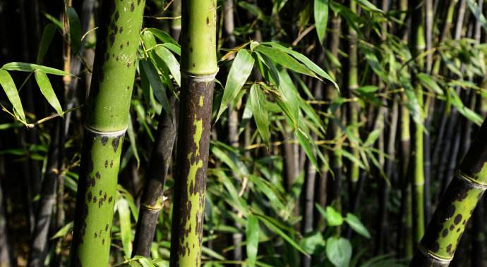 秦始皇大怒为太后求情,秦始皇怎么处理妃子