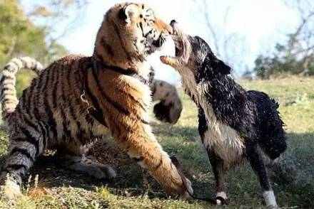 边牧宠物猫,边牧犬和卷毛猫